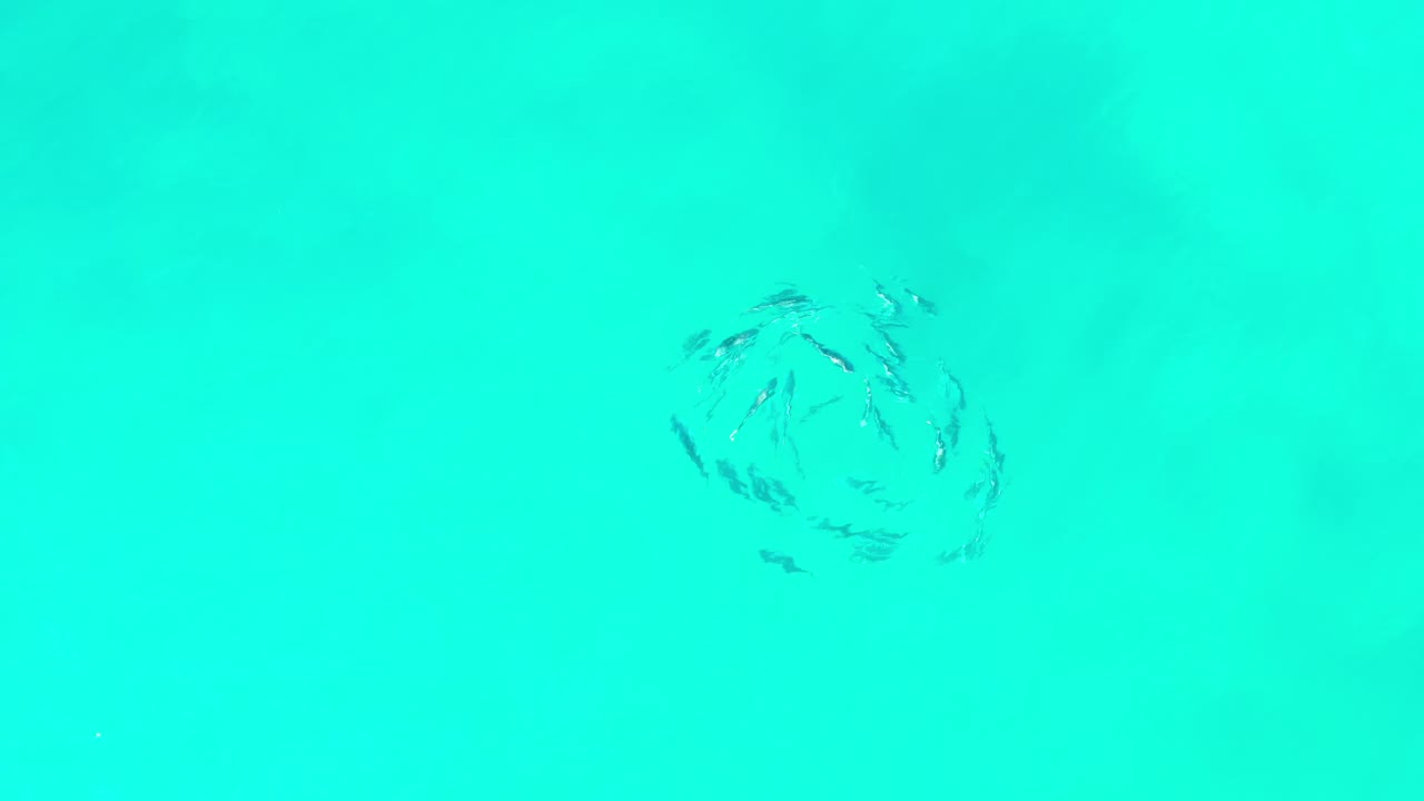 The fish school remains clustered in a circular pattern below clear aqua water in Los Cabos, Mexico, with no visible people.
