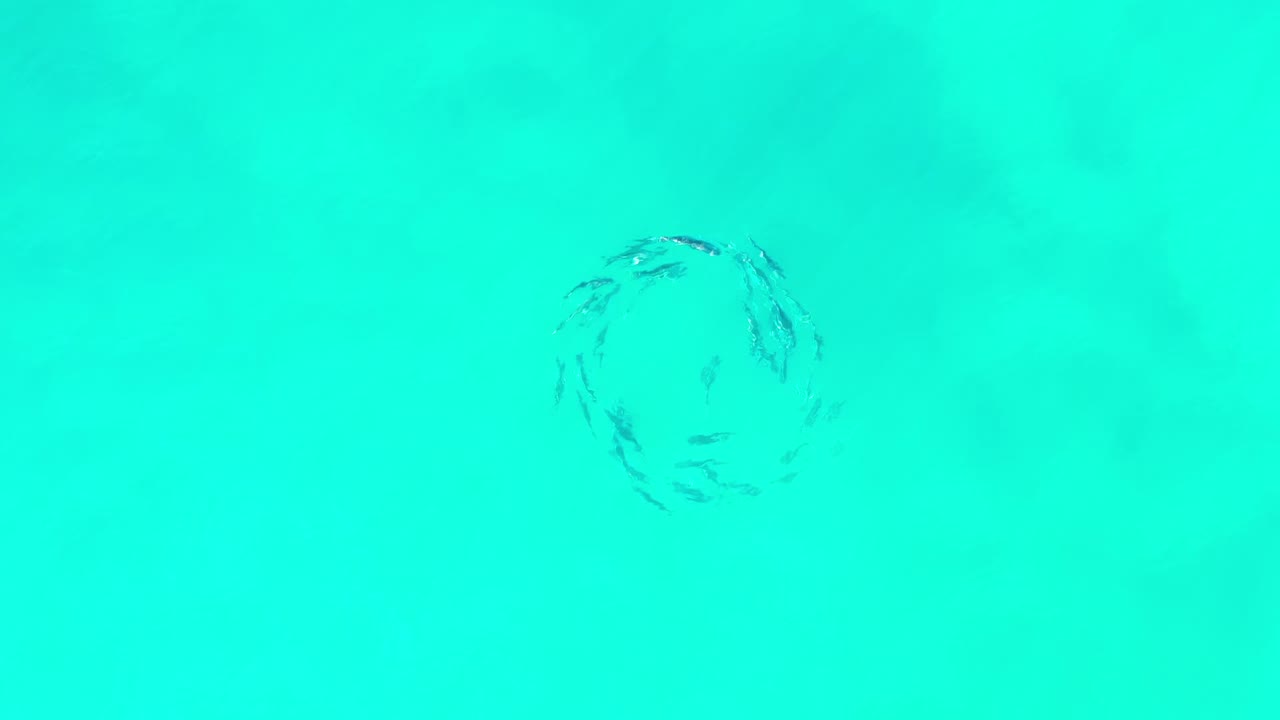 Faint circular school of fish beneath bright aqua water.