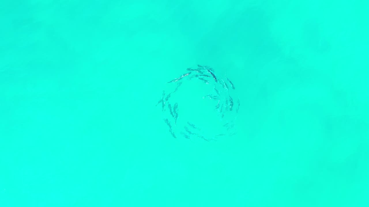 A small circular fish cluster sits below the turquoise surface in Los Cabos, Mexico, with open water around it and no visible people.