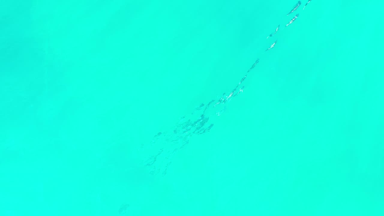 Small fish line beneath bright turquoise ocean water