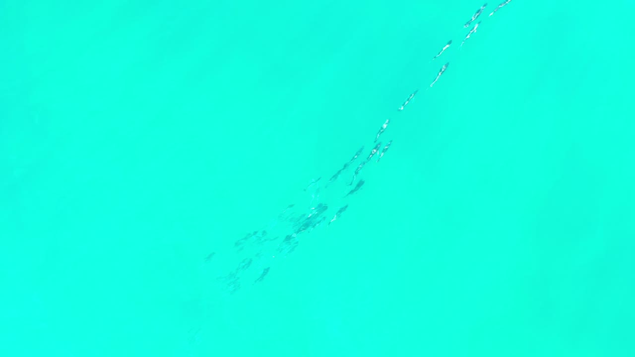 A thin school of fish appears near the center of open green water in Los Cabos, Mexico, with soft ripples and no visible people.