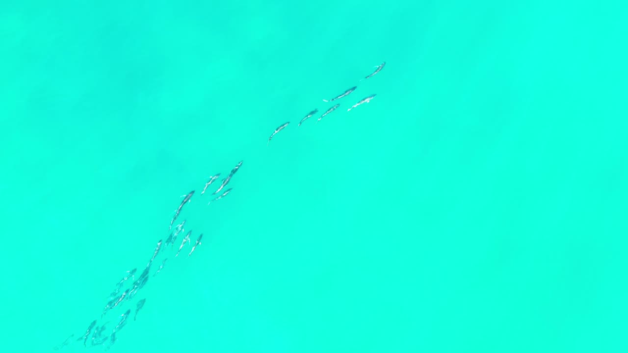 Small school of silvery fish in bright turquoise water.