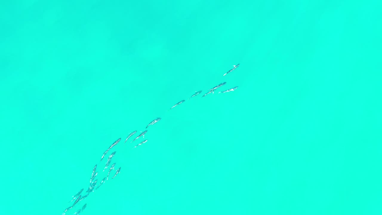 Several small fish clusters appear under clear blue-green water near Los Cabos, Mexico, with faint surface ripple lines and no visible people.