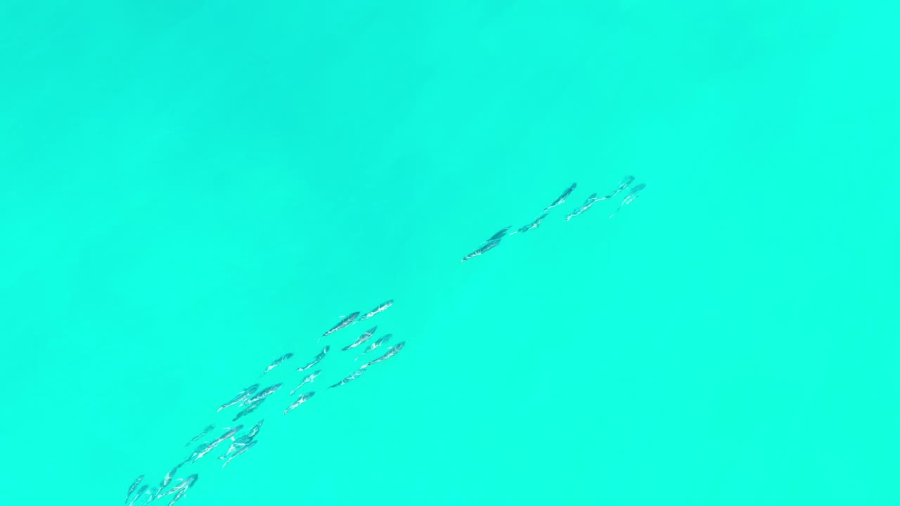 Loose school of fish in bright turquoise water