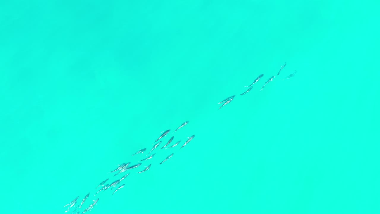 Small silvery fish appear in several loose groups across clear blue-green water in Los Cabos, Mexico, with no visible people.