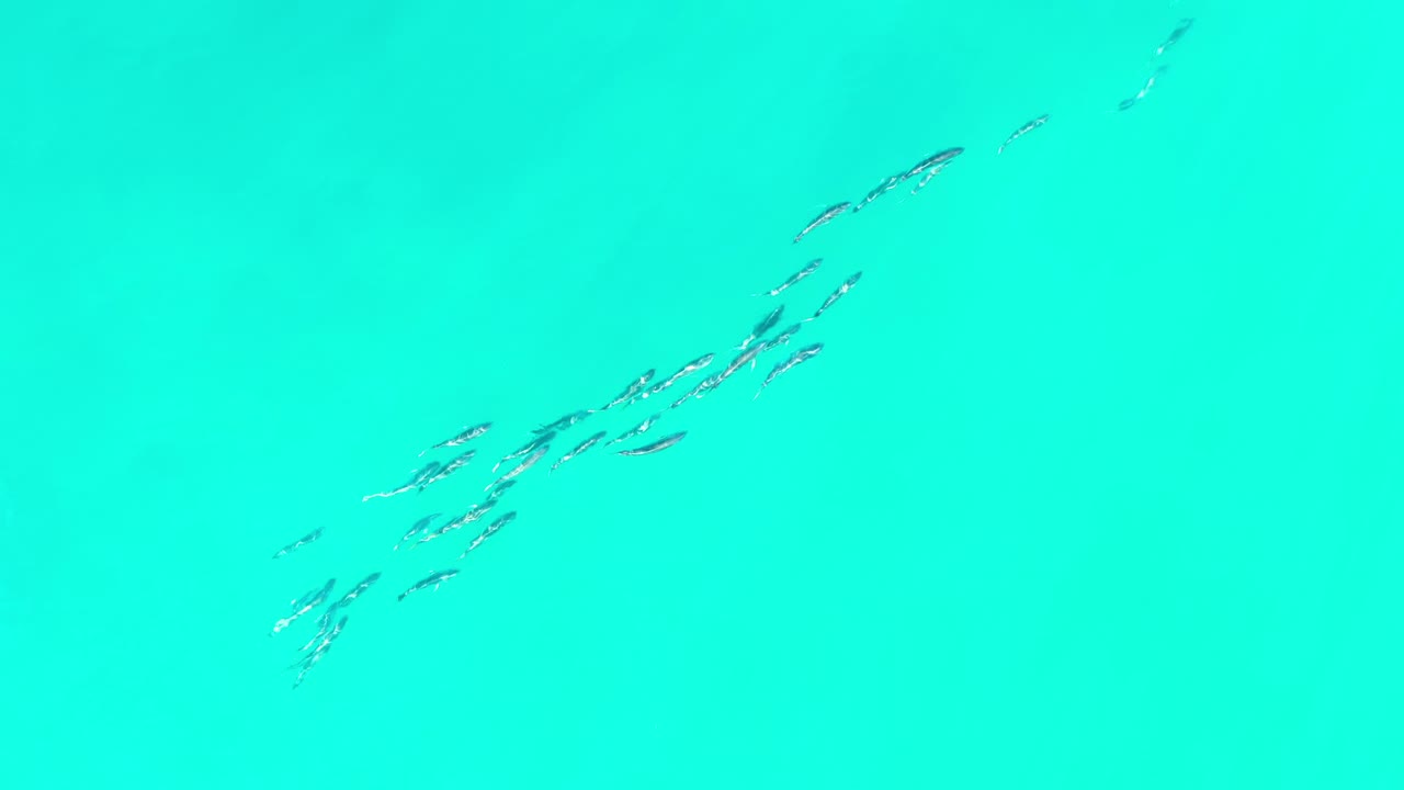 Small fish group under bright turquoise water