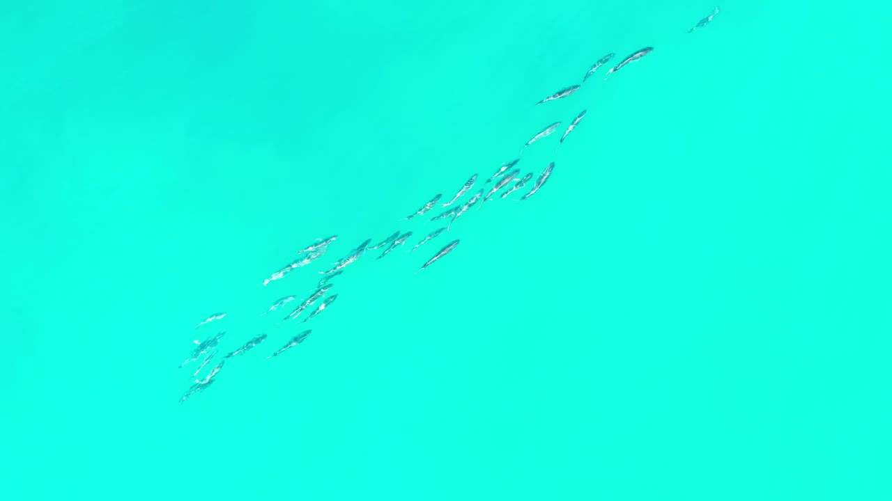 A loose cluster of fish appears near the center of clear blue-green water in Los Cabos, Mexico, with no visible people.