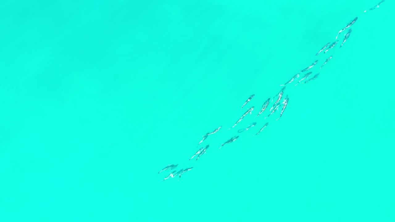 Small school of fish in bright turquoise water.