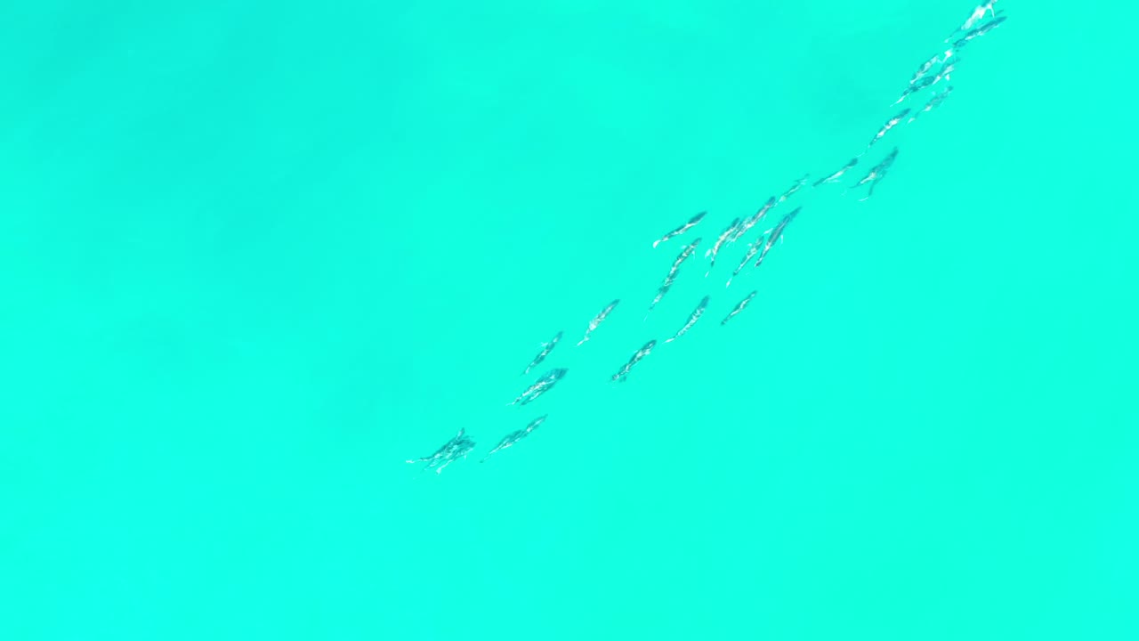 A loose group of small fish stretches diagonally through the center of the turquoise sea in Los Cabos, Mexico, with no visible people.