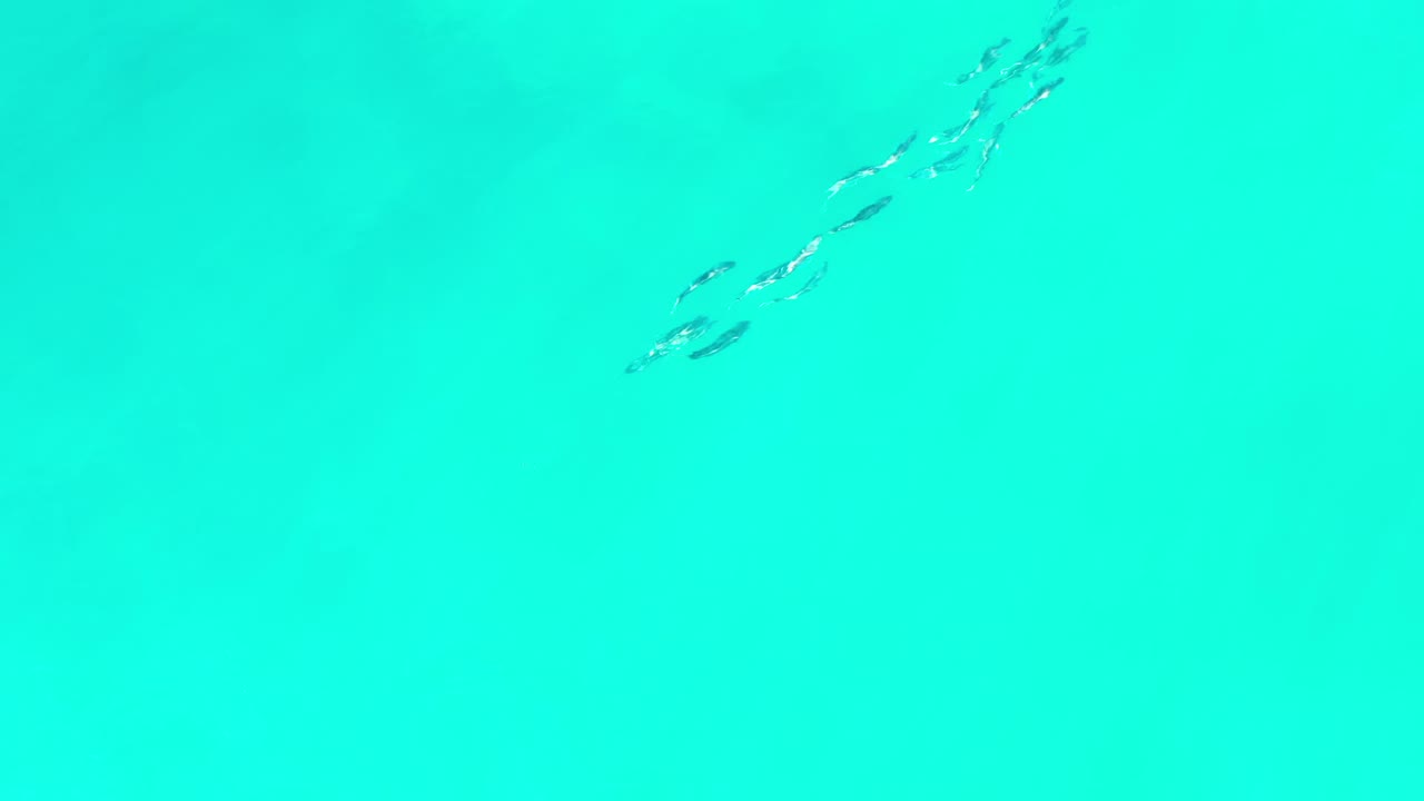 Turquoise shallow water with small fish and faint surface ripples.
