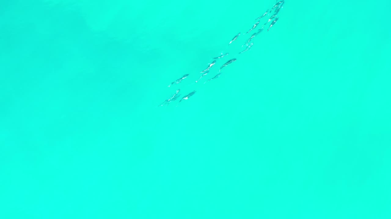Clear aqua water in Los Cabos, Mexico, with fish clustered near the upper center and faint wave streaks across the surface, with no visible people.