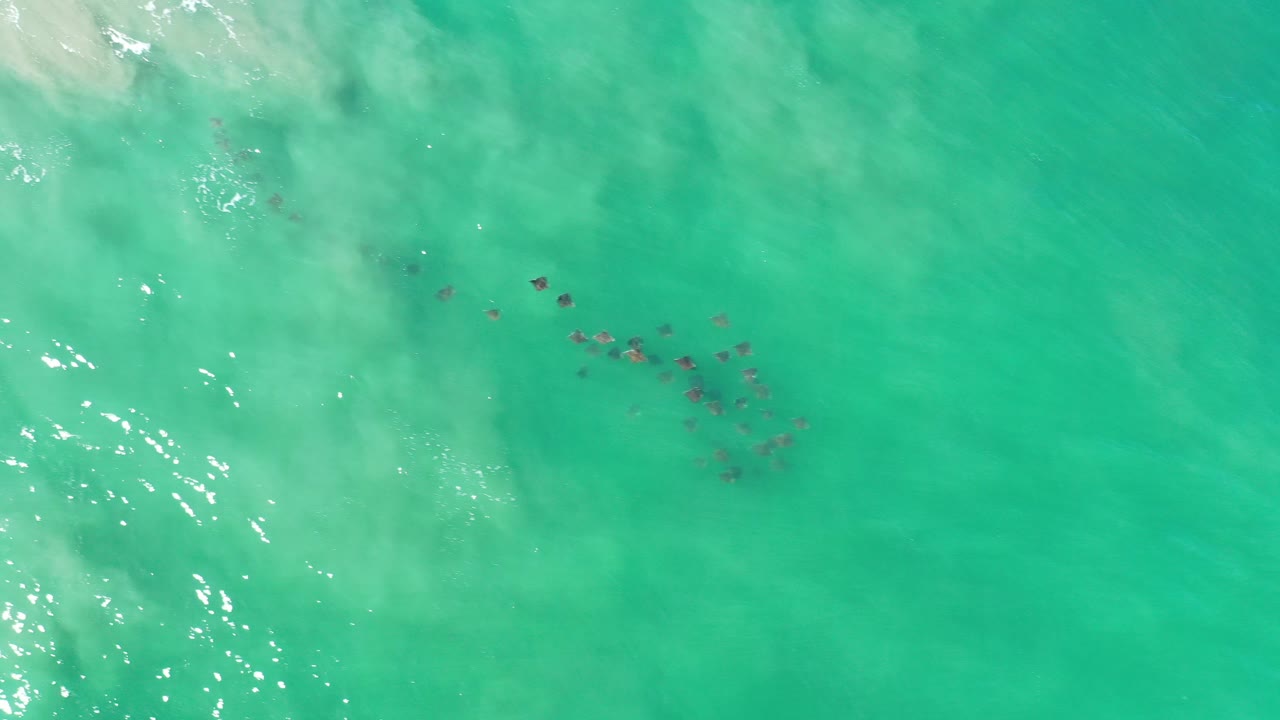 School of small fish beneath turquoise ocean water with sun reflections.