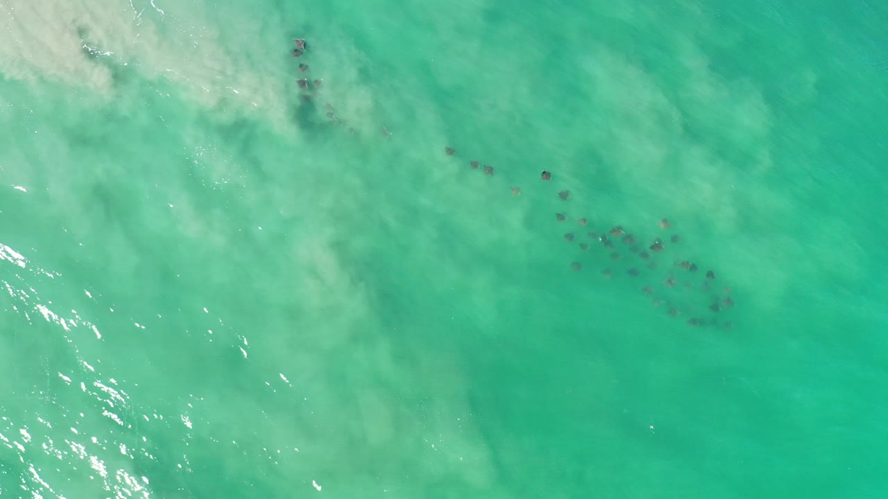 Overhead view of small dark fish grouped beneath turquoise-green shallow water in Los Cabos, Mexico, with pale cloudy water at upper left and no visible people.