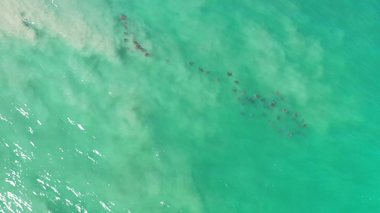 Loose fish cluster in cloudy turquoise water.