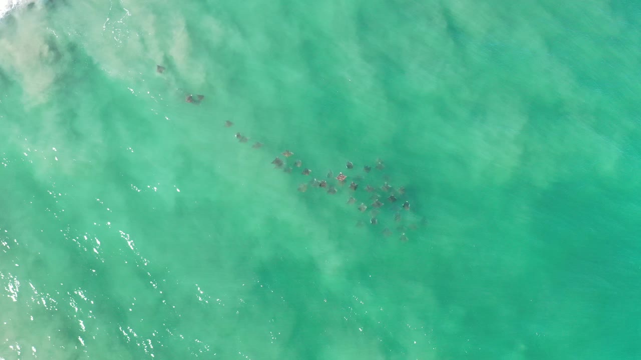 Top-down view over Los Cabos blue green shallow water, with pale surf at the upper-left edge, a diagonal line of dark sea animals near center, and no visible people.