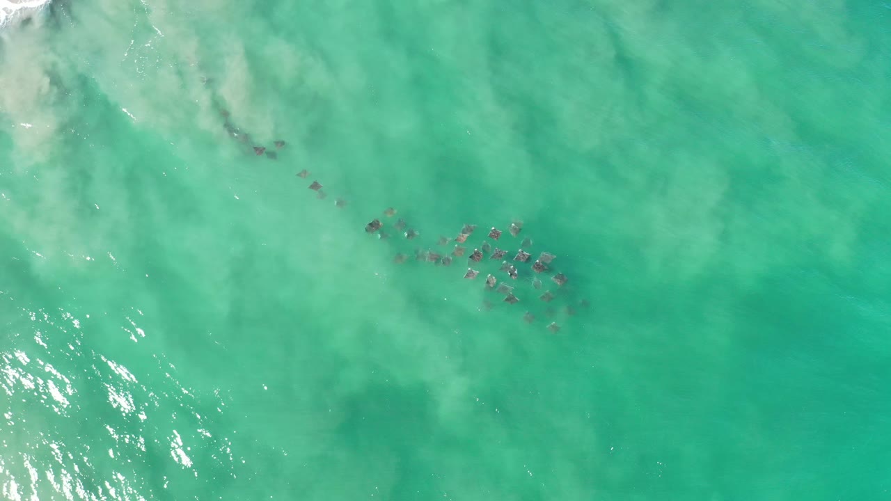 Turquoise ocean surface with a compact group of dark sea animals right of center.