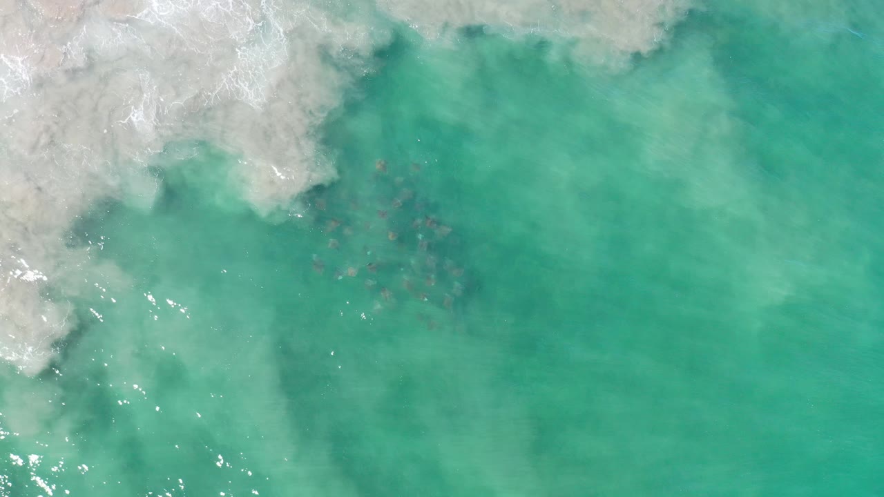 Fish visible under green-blue water beside foamy shore wash.