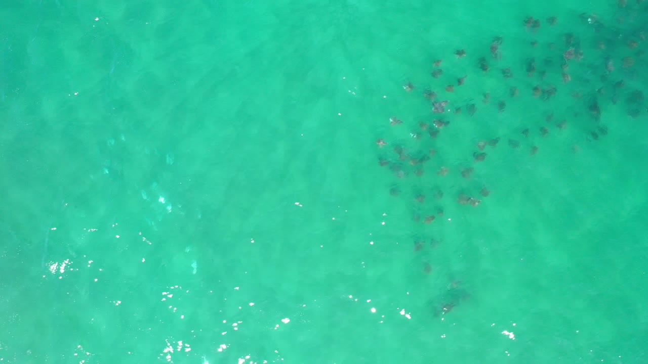 Overhead frame from Los Cabos, Mexico showing a loose group of dark manta rays near the upper center of clear turquoise water, with no visible people.