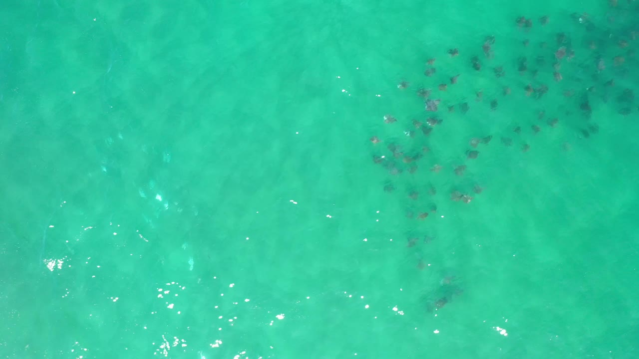 Overhead Los Cabos, Mexico view with the manta ray group spread across the upper middle of green-blue shallow water and small bright reflections on the surface, with no visible people.