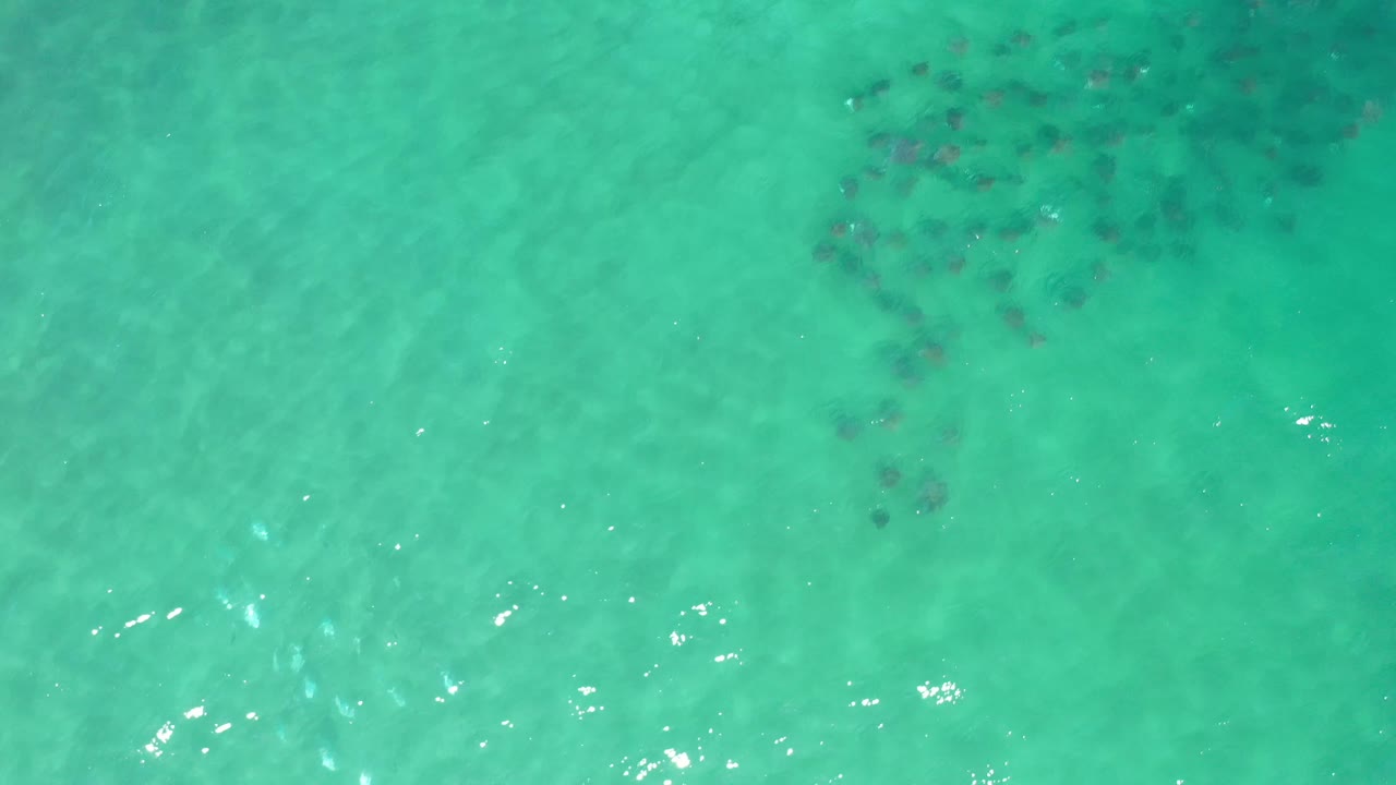 Aerial frame of Los Cabos turquoise water with clustered dark submerged shapes toward the top and small white highlights on the surface, no visible people.