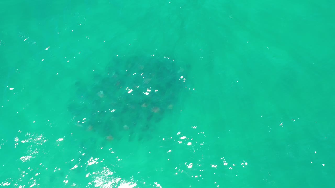 Aerial view of turquoise sea with underwater plant clusters.