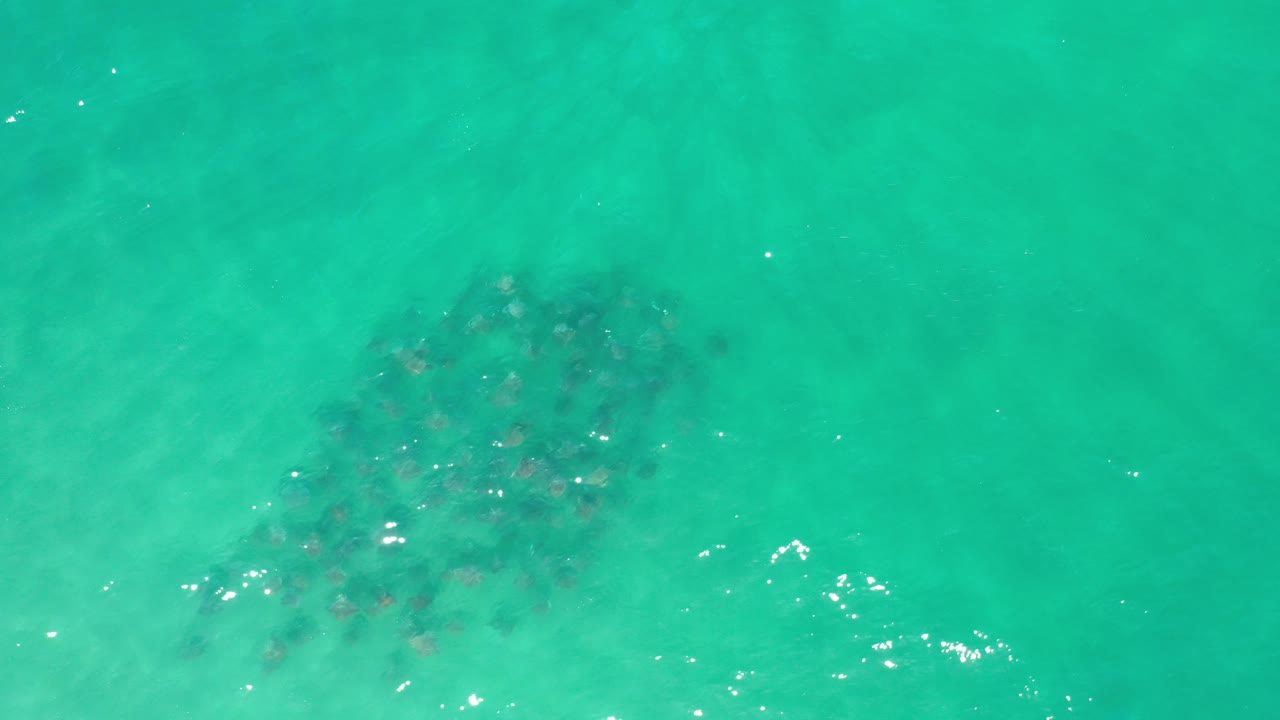 A dark cluster of fish swims below turquoise ocean water in Los Cabos, Mexico, with small sun reflections on the surface and no visible people.
