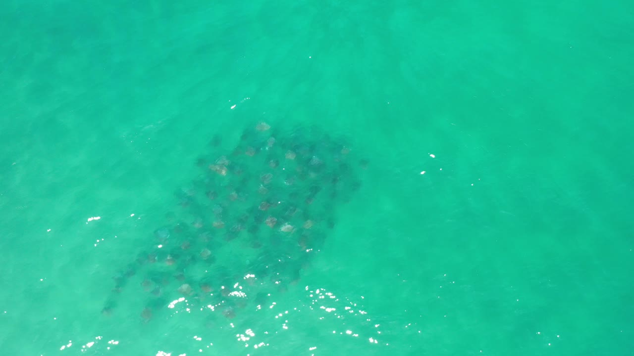 Schooling fish below bright turquoise sea surface.