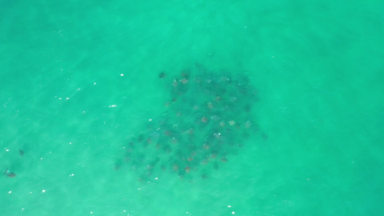 Overhead view of green turquoise water in Los Cabos, Mexico, with a dark cluster of marine life below the surface and no visible people.