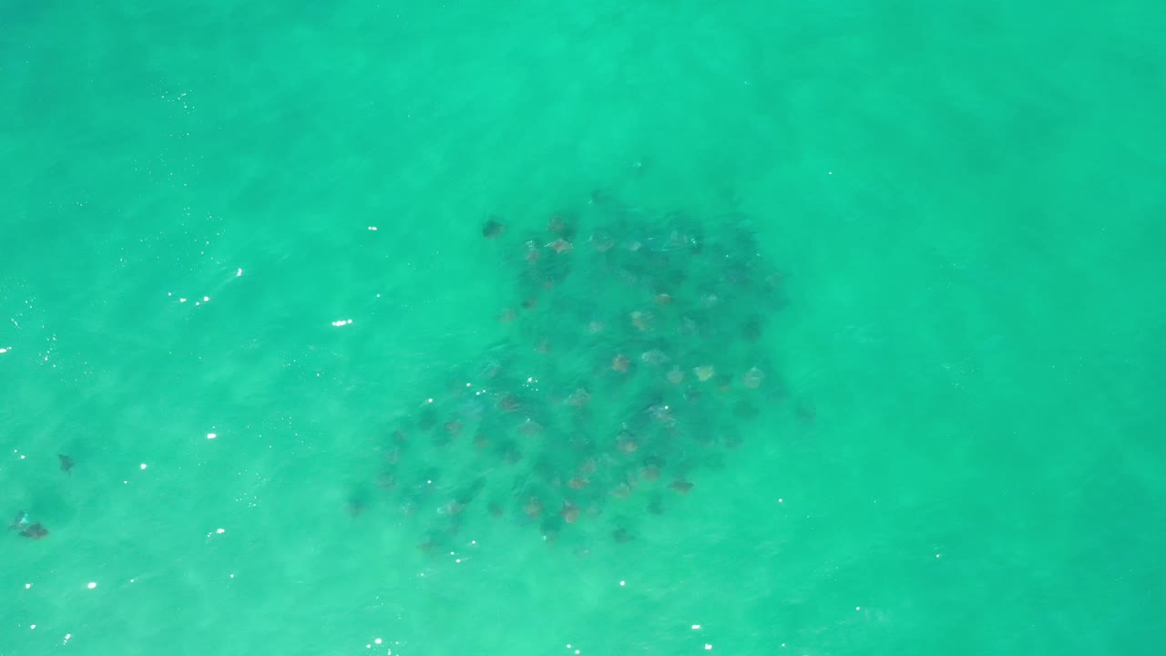 Aerial frame over Los Cabos water with the marine life cluster near the upper center, faint ripples, and no visible people.