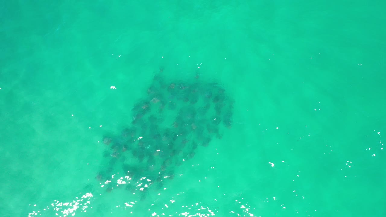 Dark school of fish under turquoise water