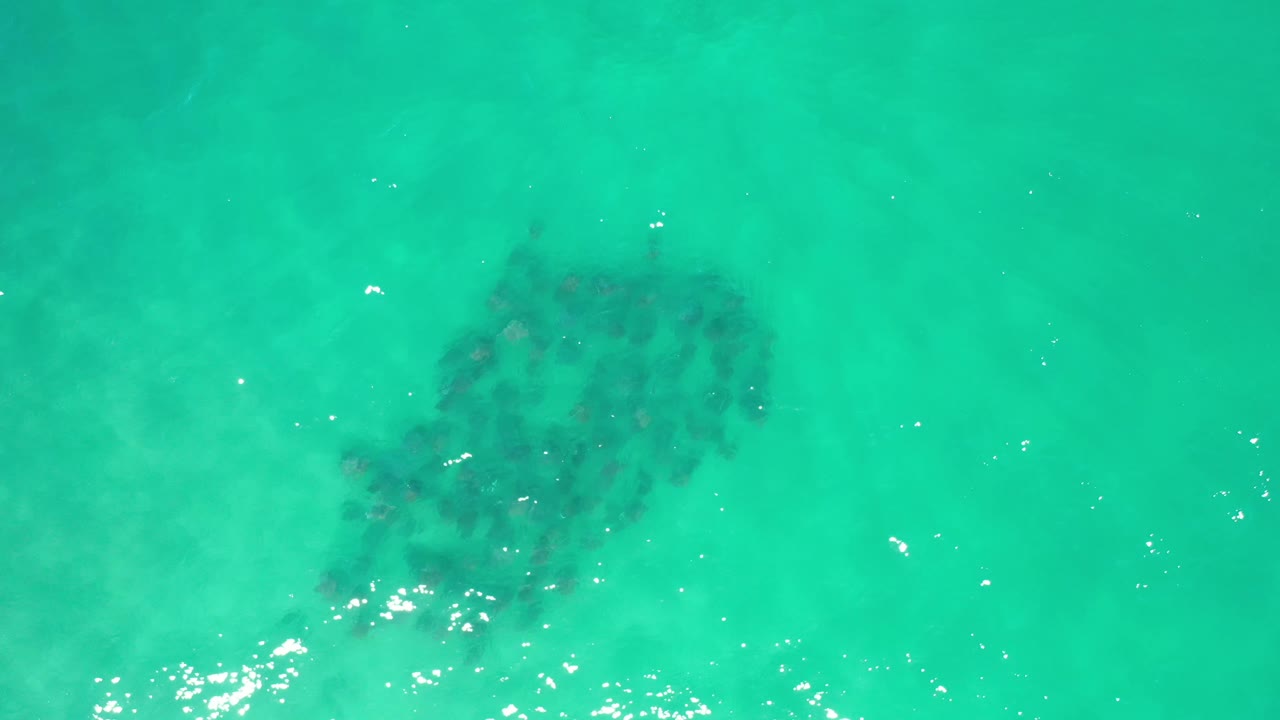 Aerial frame of the fish school centered below green-blue water in Los Cabos, with brighter reflections near the lower edge and no visible people.