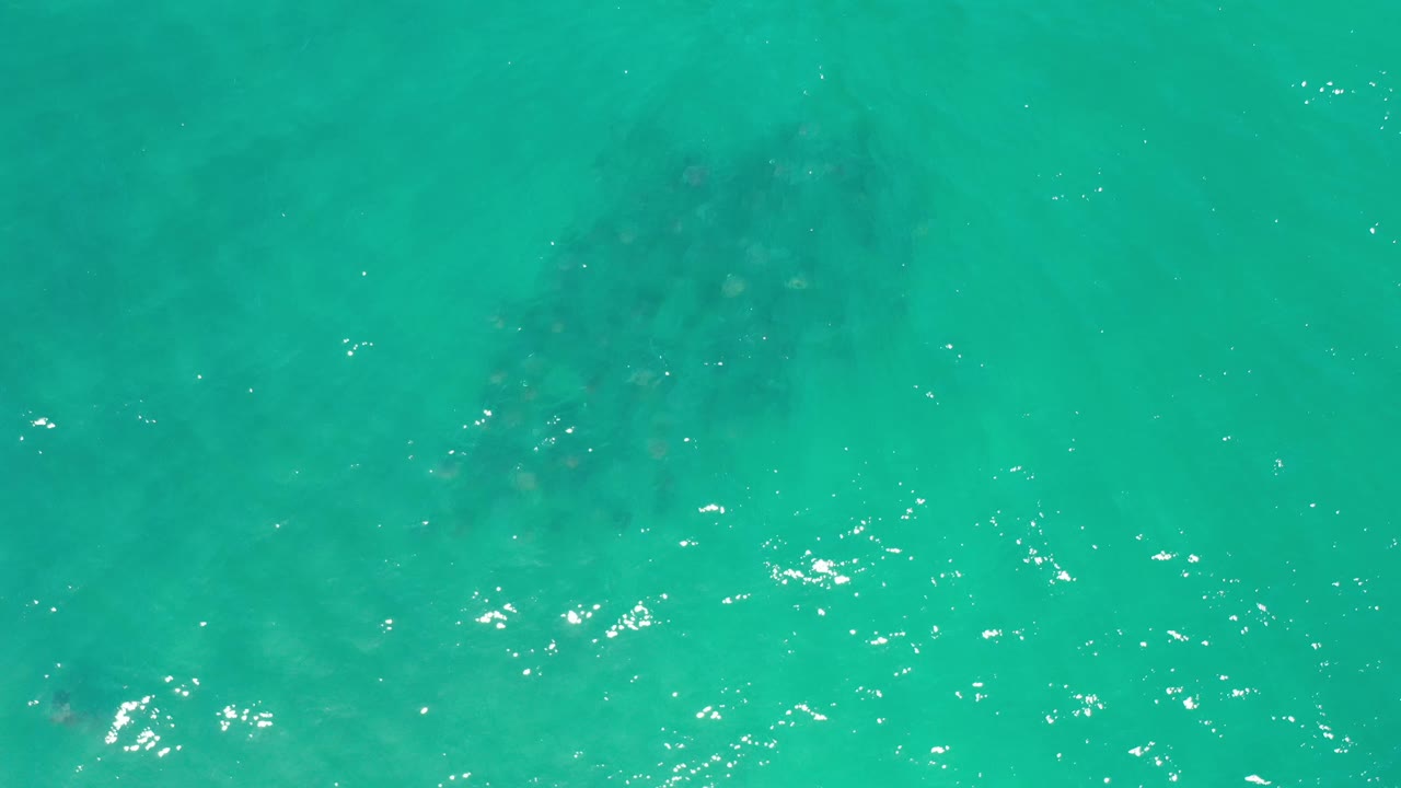 A green overhead ocean frame from Los Cabos, Mexico, shows rippled surface light and a darker fish-like form beneath the water, with no visible people.