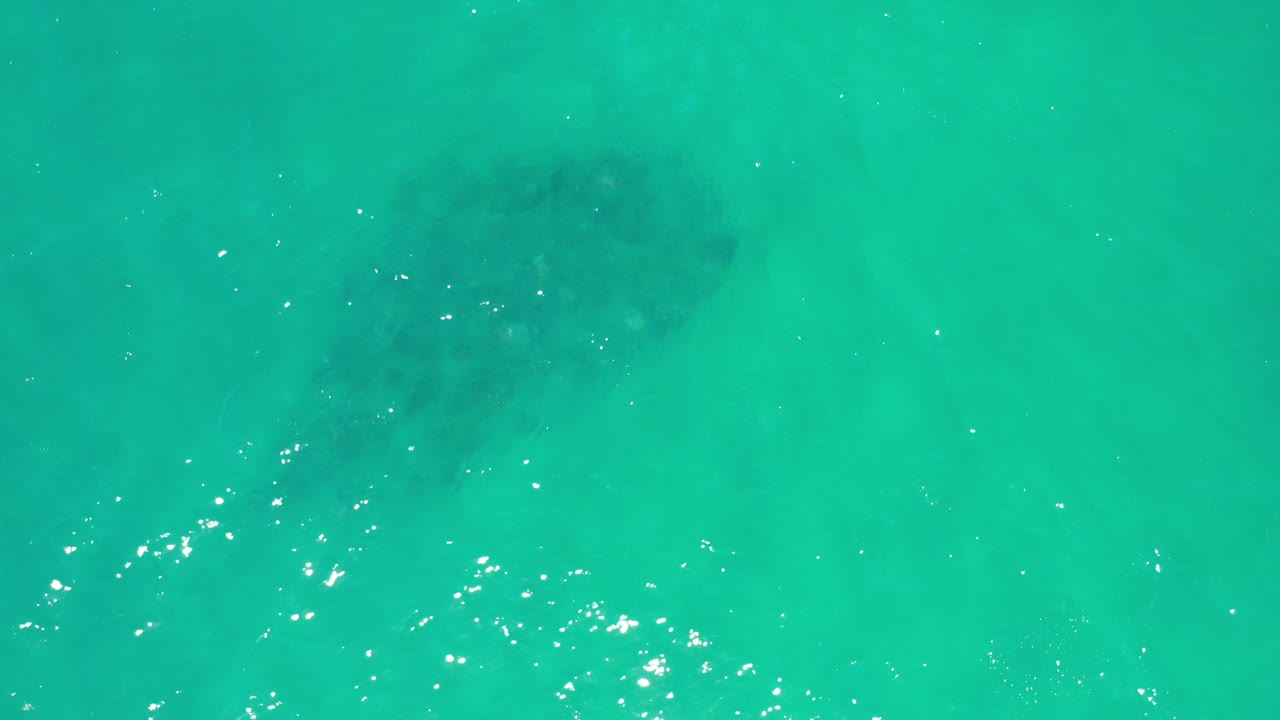 Dark whale form under bright green water with surface sparkle.