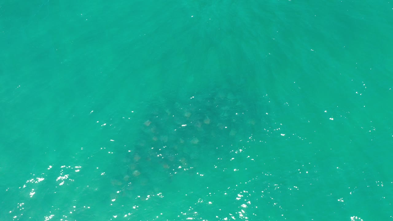 Overhead view of turquoise-green water in Los Cabos with faint darker sea-life shapes under the surface and no visible people.