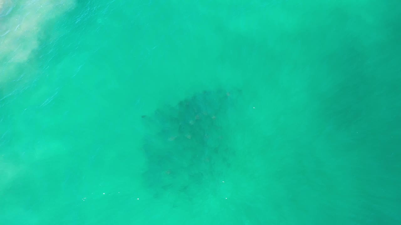 A dark whale-like form sits near the center of rippling green water in Los Cabos, Mexico, with pale surface texture and no visible people.