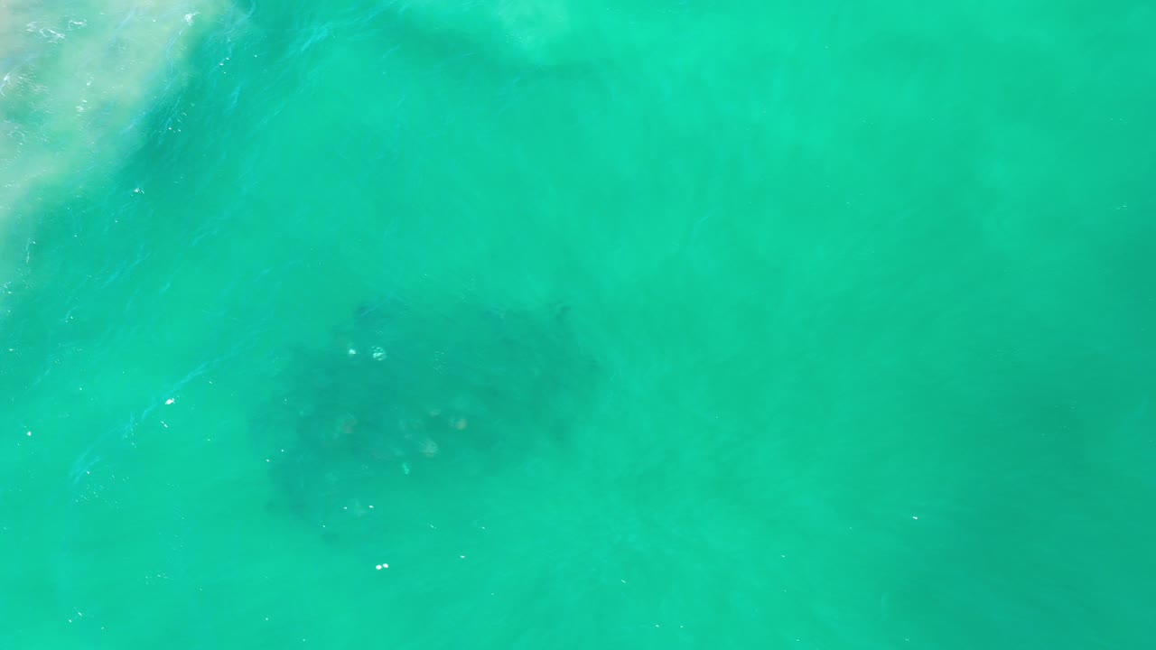 School of fish beneath turquoise ocean water with pale surf at upper left.