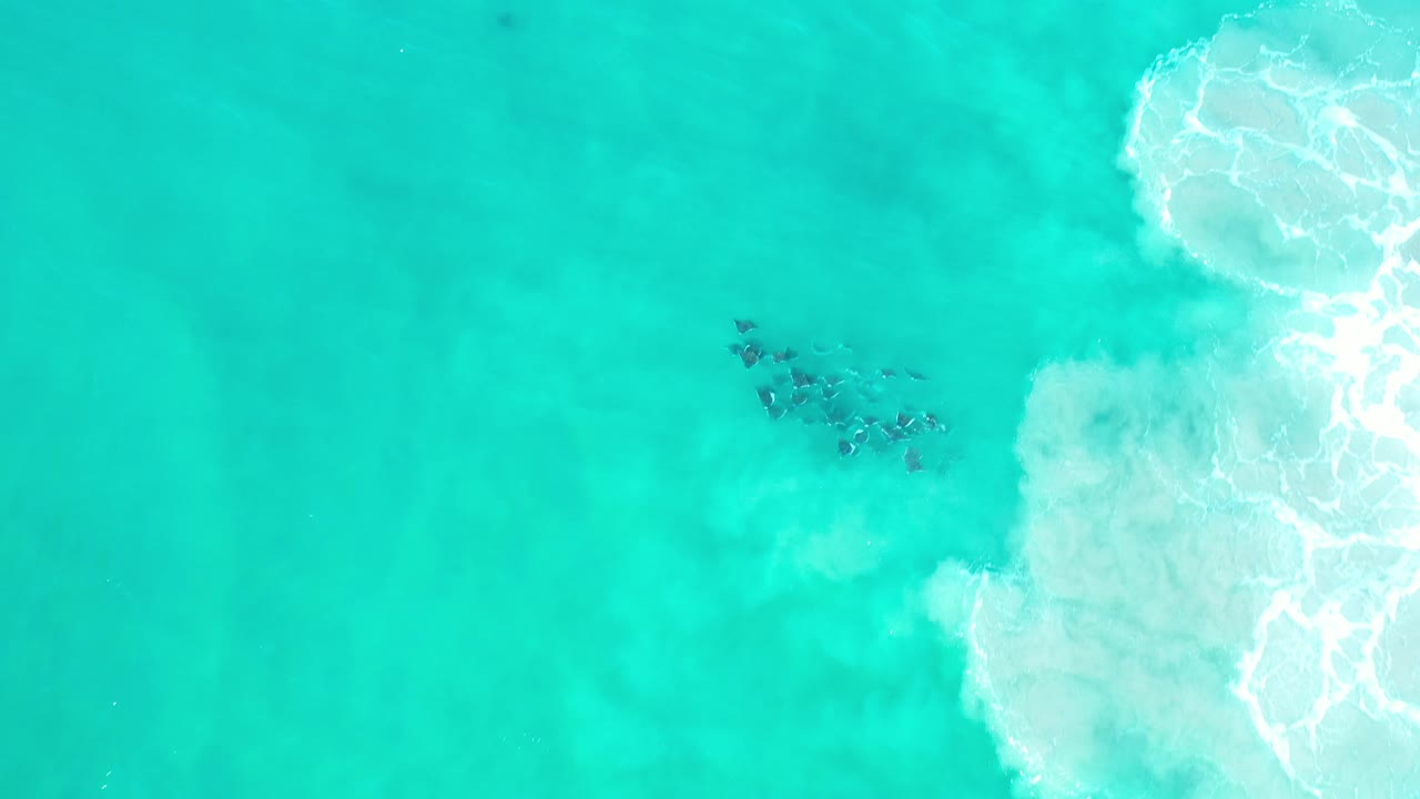Overhead turquoise water with sea creatures near white surf