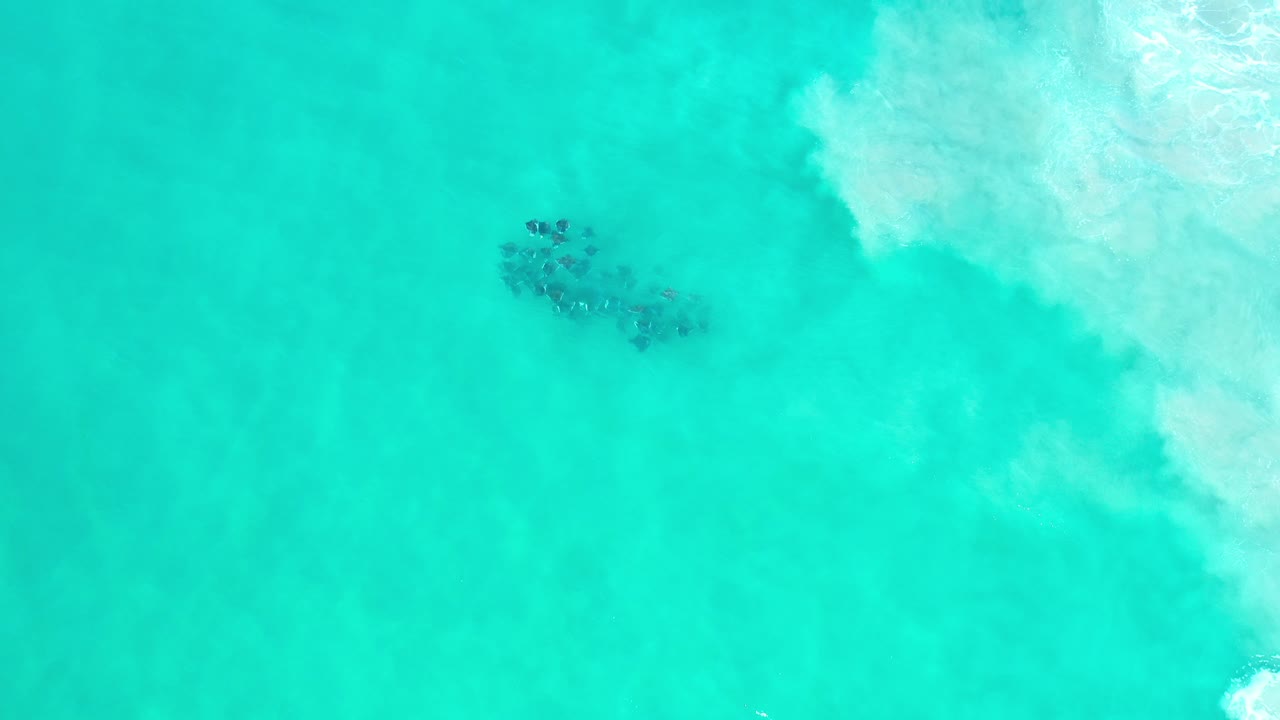 Overhead view in Los Cabos, Mexico of a dark animal cluster beneath bright turquoise ocean water, with white surf foam at the upper right and no visible people.