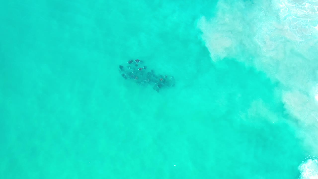 Cluster of animals below clear blue ocean water with surf on the right