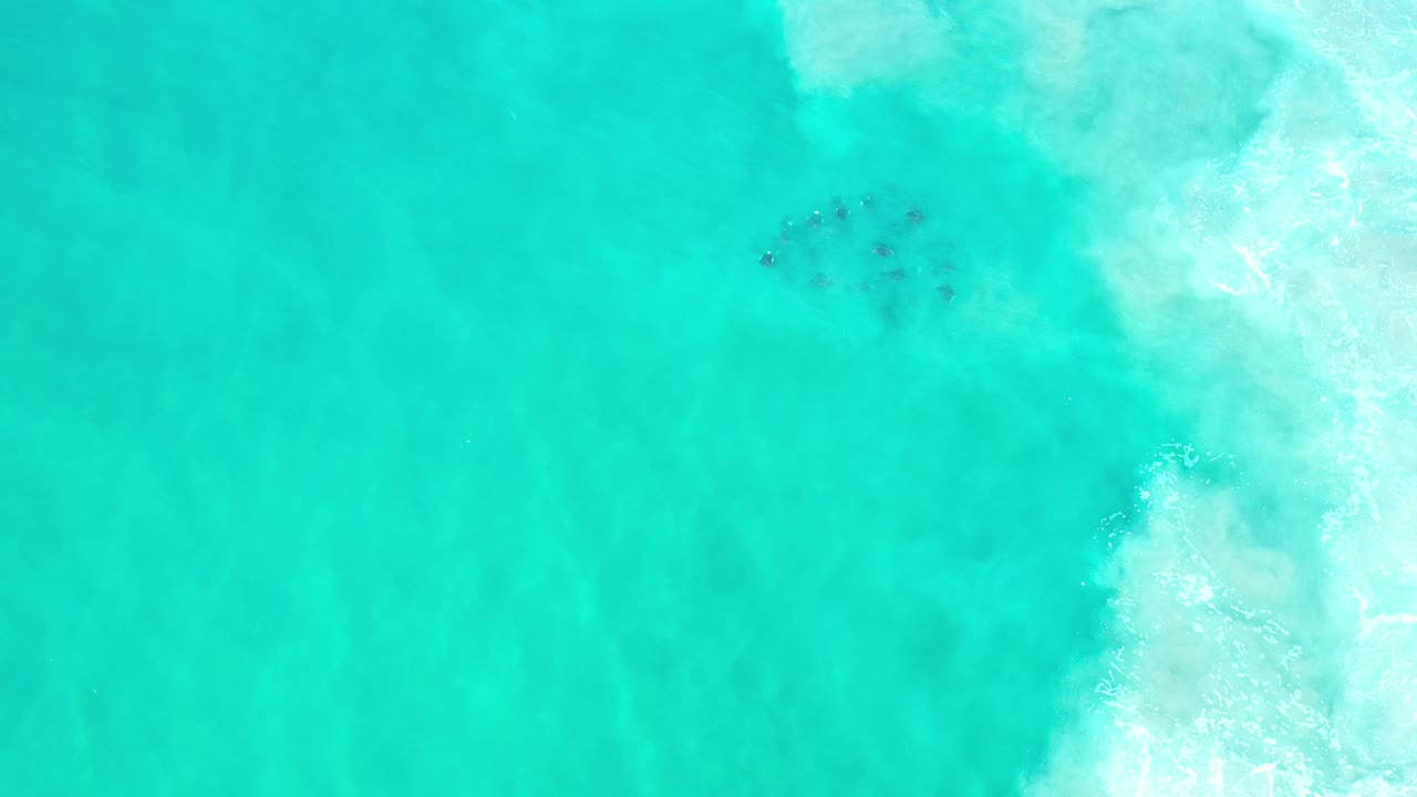 Small dark marine subject in clear turquoise water beside white wash.