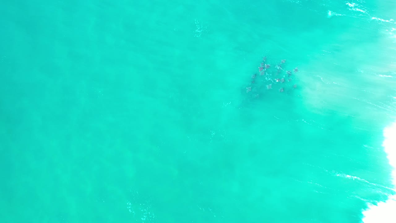 Dark fish school beneath bright turquoise-green ocean water.