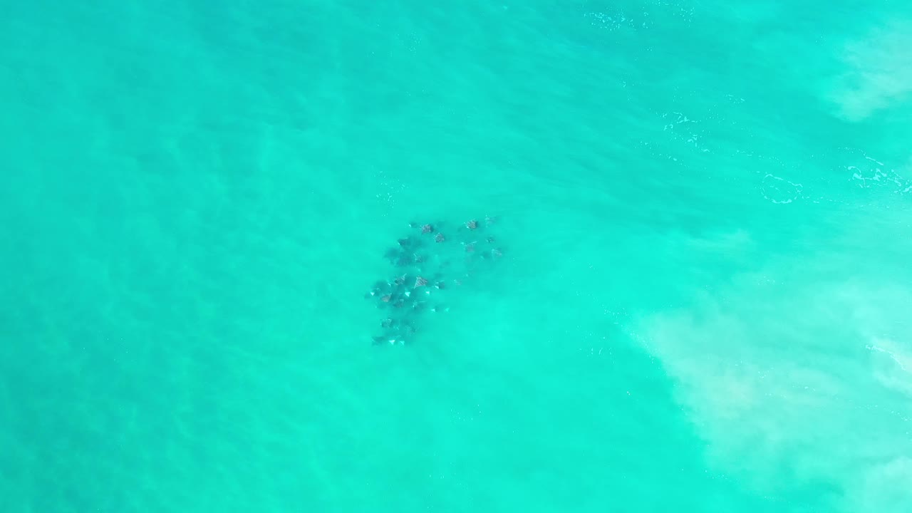 The fish school remains left of center under translucent green Los Cabos water, with a pale underwater patch spreading across the lower right and no visible people.