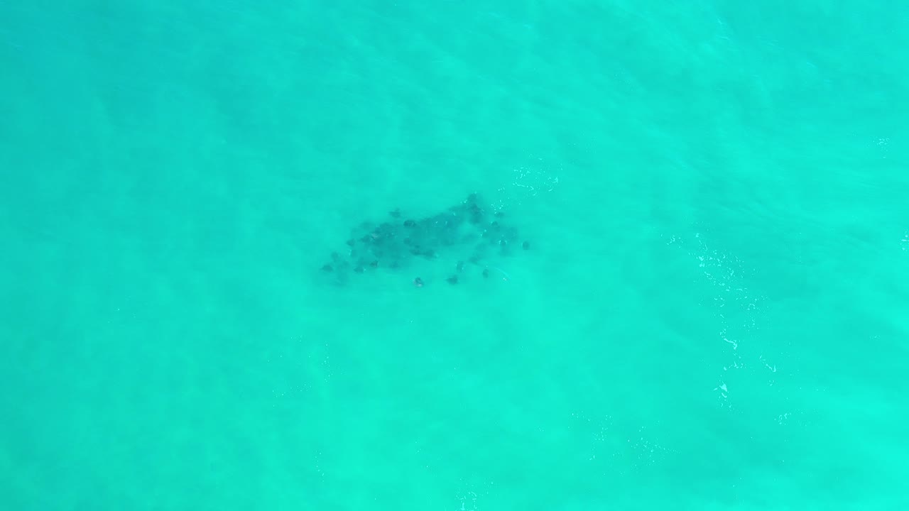 Dark marine-life cluster beneath turquoise water