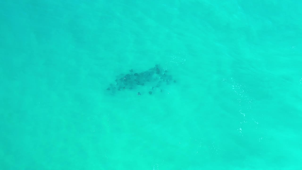 A dark marine-life group sits slightly left of center beneath clear turquoise Los Cabos water, with faint ripples and no visible people.