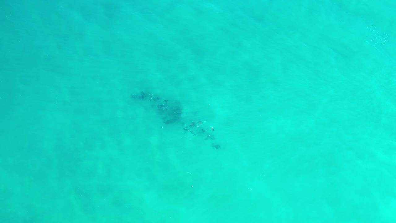 Small school of fish beneath bright turquoise water