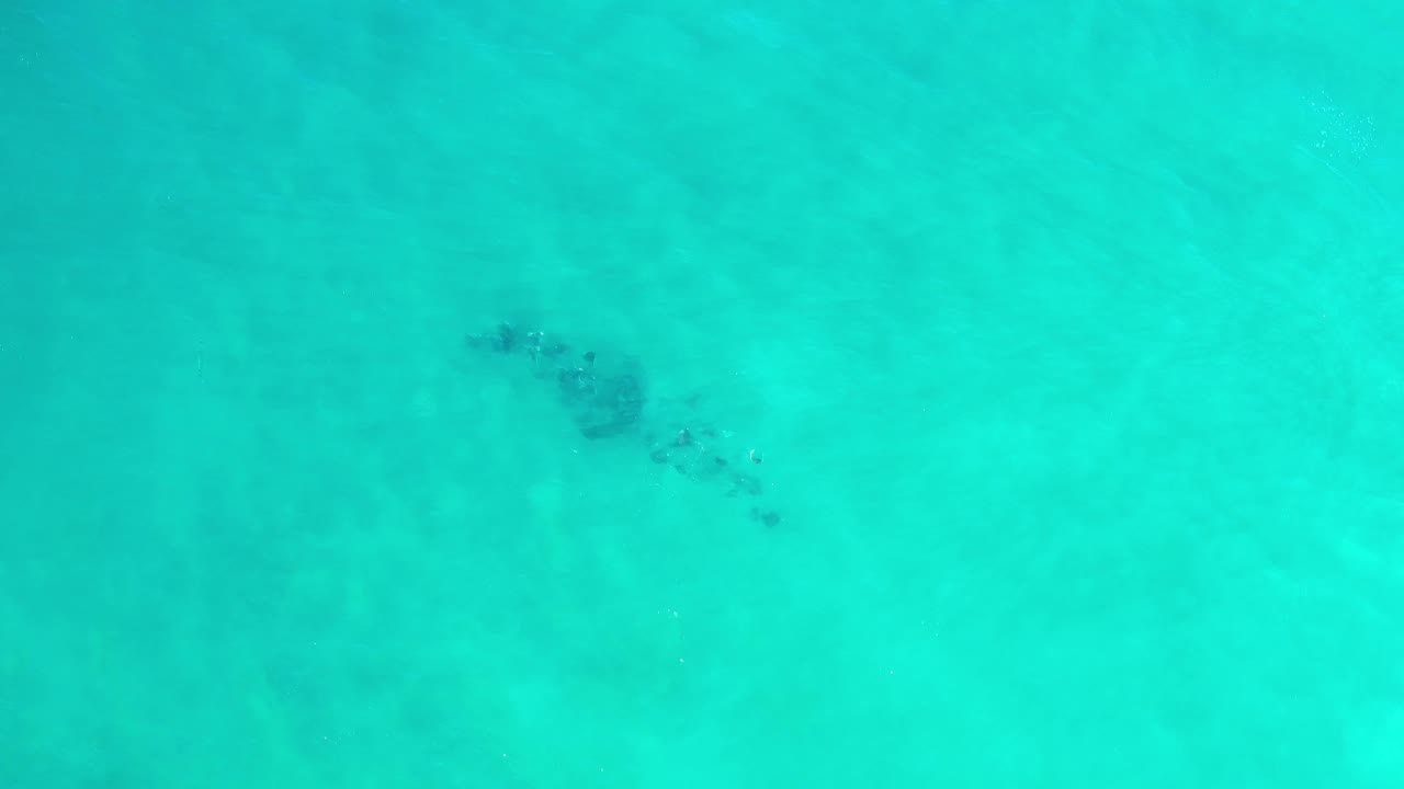 A compact school of fish appears near the upper part of the overhead frame in clear Los Cabos water, with faint seabed patterns and no visible people.