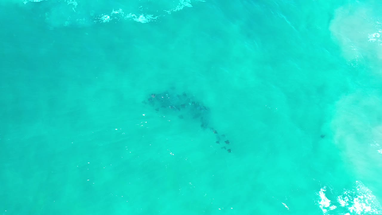 Fish school beneath bright aqua water