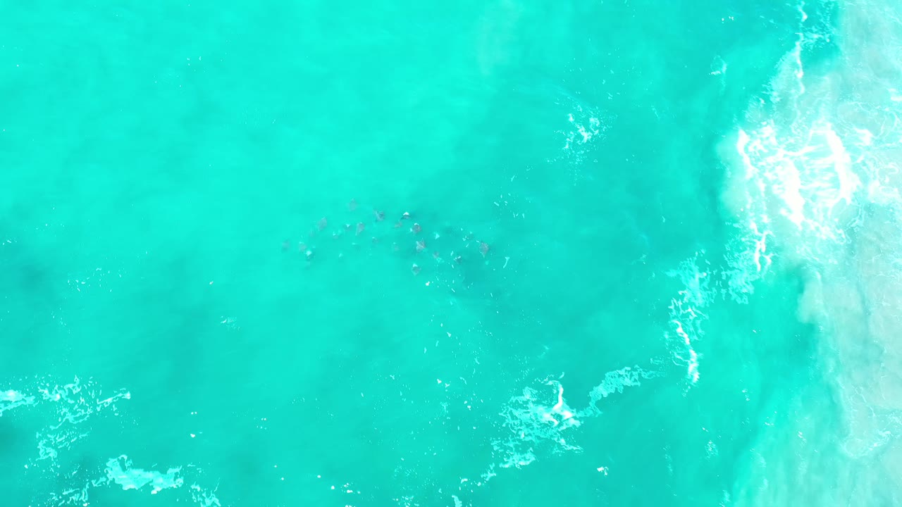 Aerial frame of Los Cabos turquoise water with small fish gathered near the upper middle and a brighter strip of broken wave foam on the right, no visible people.