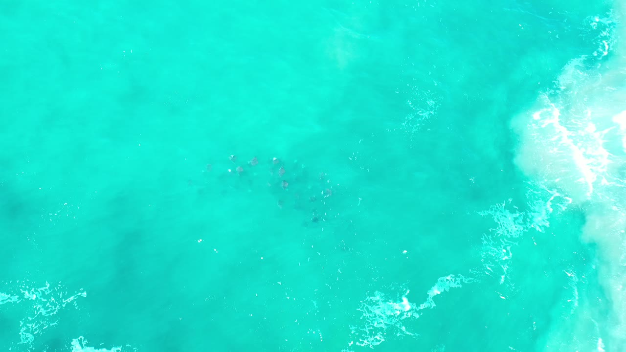 Bright shallow water with scattered fish and breaking foam
