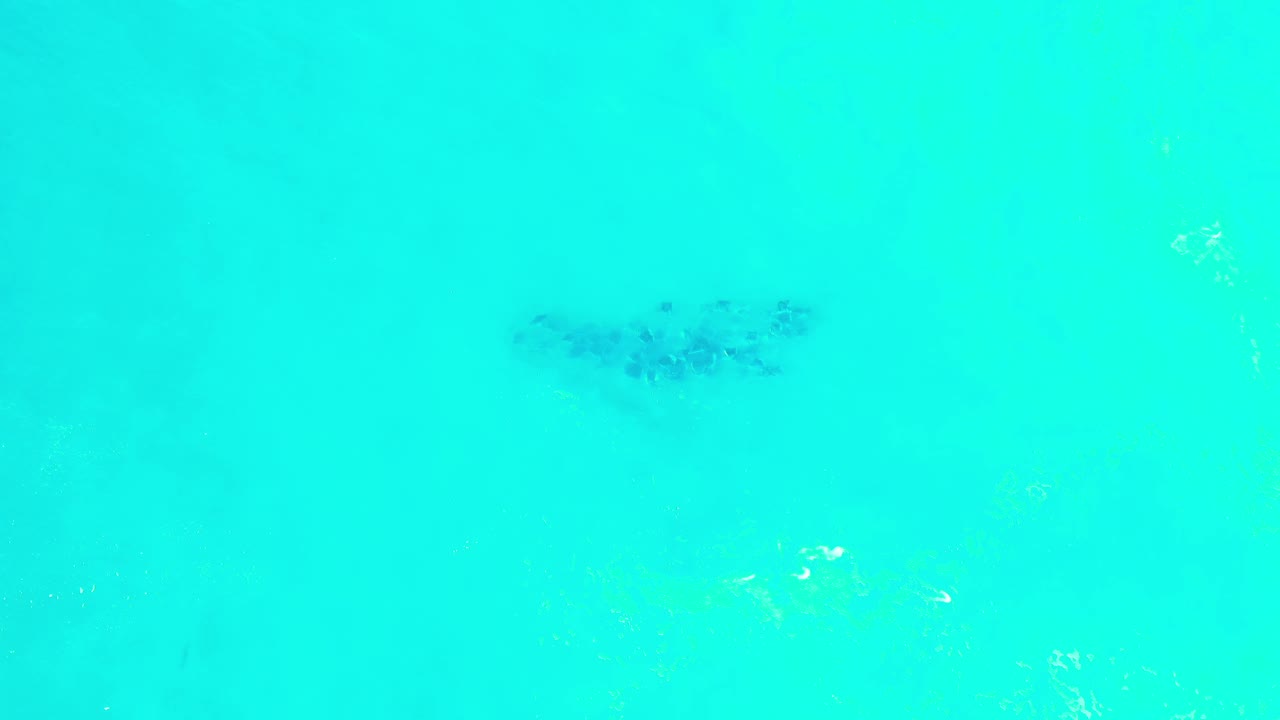 Top-down view of a dark school of fish beneath clear turquoise water in Los Cabos, Mexico, with faint surface glints and no visible people.